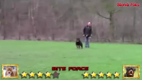 Pitbull vs Rottweilers