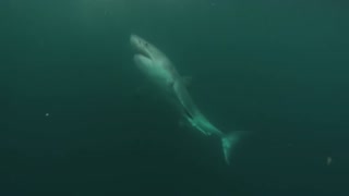 Great White Shark Warns Irresponsible Scuba Diver&
