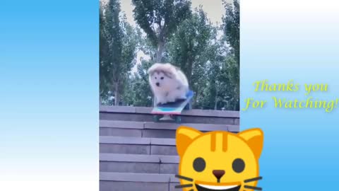 FUNNY VIDEO CUTE PETS & CUTE CATS MAKE A LAUGH
