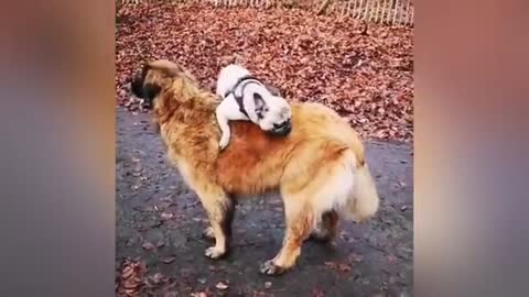 Puppy Loves Its Duck friend