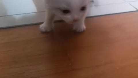 BABY KITTEN WONDERING VOL 3