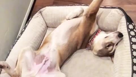 Brown dog lies in dog bed in a circle position