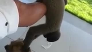 Funny monkey attacks dog