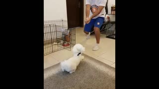 Shot my dog! funny video