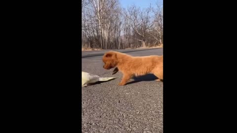 Small Dog With Goose