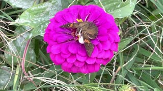 Crab spider takes a butterfly
