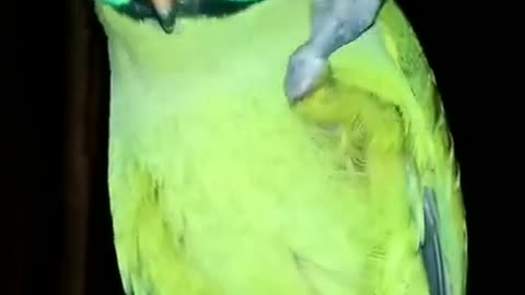 Indian indol parrot talking