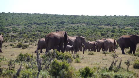 Big herd of elephants in Addo Elephant National Park South Africa
