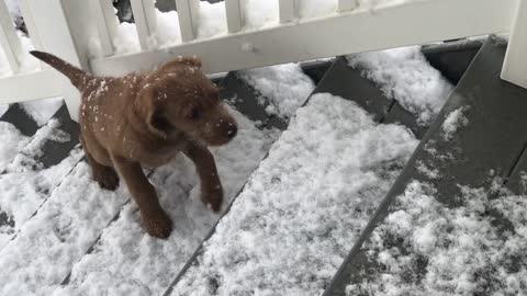 Labradoodle Puppy's First Snow Day