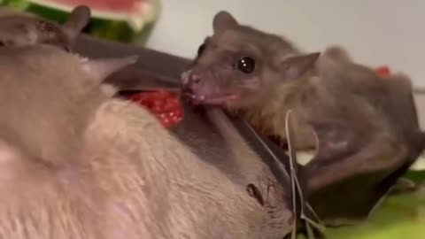 Cute bats eating watermelon #### animals ##$$$ vkj