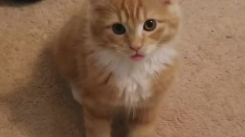 Kitten Can't Tame Its Tongue