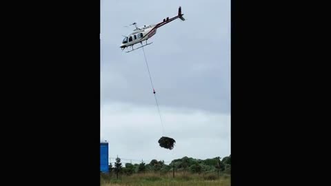 Tree farm in Oregon uses a helicopter to move the harvested trees into one area
