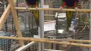 Pair of Parrot Acrobats