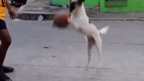 Playful dog playing basketball