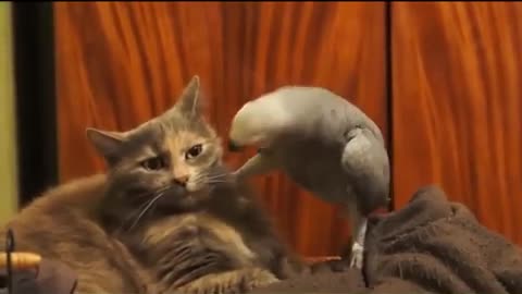 🤣Funny pet's and animals compilation😂 | 2021|