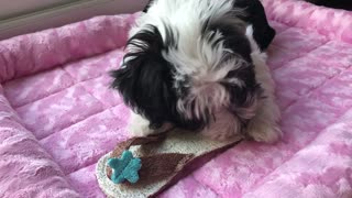 Little Puppy chewing on her flipflop