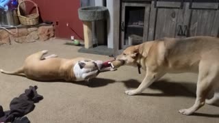 The want to be "Tug of War"