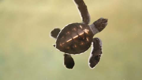 Baby turtles swimming in pool at Kosgoda Lagoon Turtle hatchery