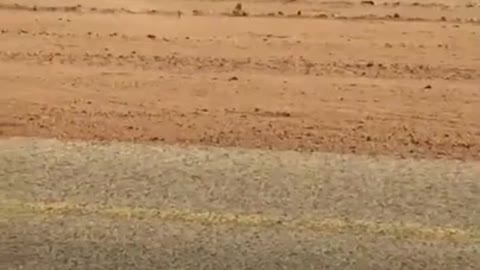 Guy Comically Clears Road Amidst Desert by Picking Up Camel's Baby Next to Their Mom