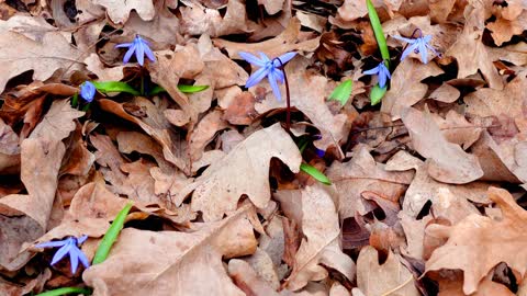 FLOWERS CAN DANCE!!! Amazing nature/ Beautiful blooming flower time lapse video