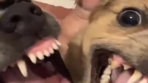 Funniest Cats And Dogs Video 002