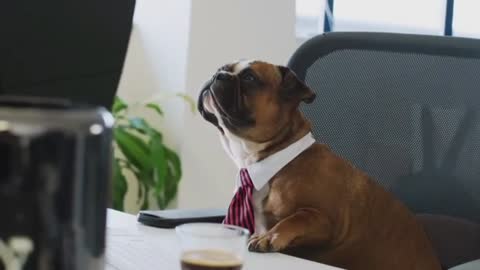 Cute dog is watching TV