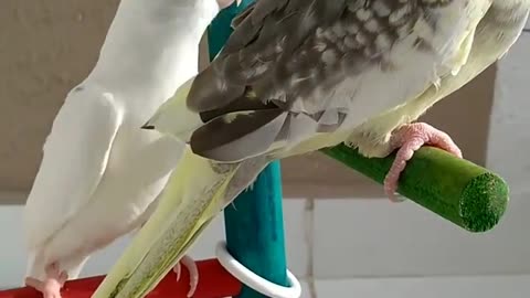 A wonderful singing for a pair of cocktail birds at home