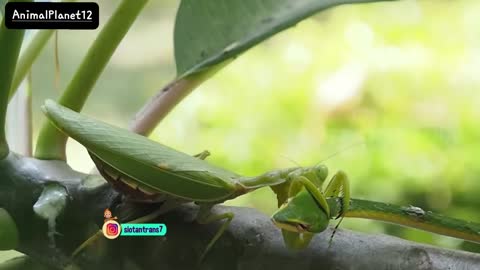 Ukuran Bukan soal Kekuatan_ Mantis VS Ular Hijau _ AnimalPlanet12-(1080P_HD).mp4