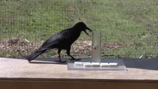 Water Displacement Experiments by a Crow