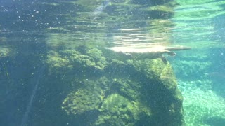 Acrobatic Otters underwater