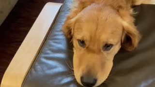 Funny dog rests his head on a chair