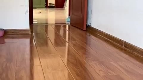 smart dog