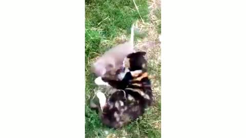 Cat & Rat Friendship Nice Video
