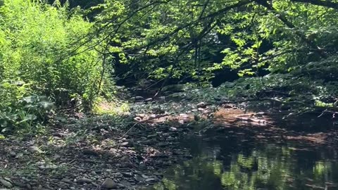 Relaxing Stream at Lewis Dean Nature Preserve