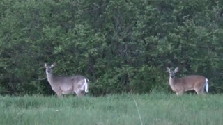 White-tailed deer