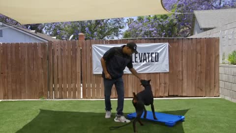 DOG TRAINING FUNDAMENTALS: LESSON 4: GOING TO PLACE