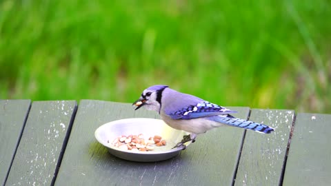 Beautiful bird eating foods.