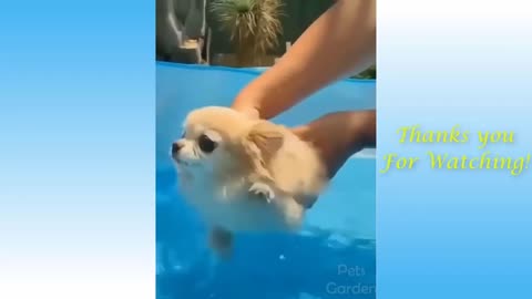 New Amazing dogs swimming Funny Entertainment Video 2021 | Silent Comedy