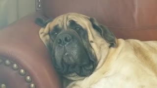 English Mastiff uses his own extra skin as a pillow