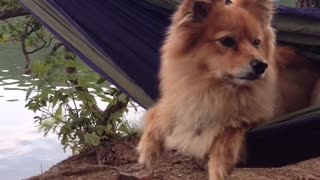 Dog swinging on hammock