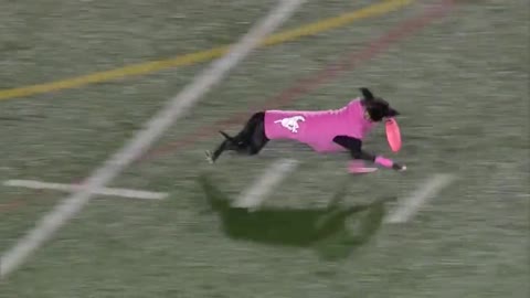 Dog sets frisbee record for longest catch during Canadian football game