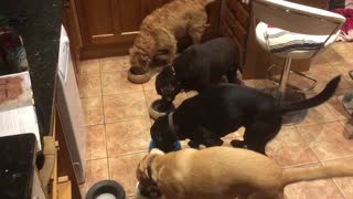 Four dogs eat in perfect synchronization