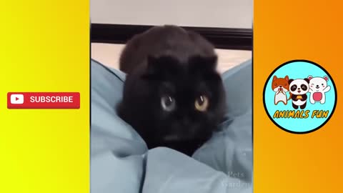 CUTE KITTENS DOING FUNNY THINGS TRY NOT TO LAUGH