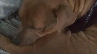 Funny dog scratch