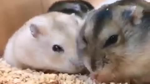FUNNY AND CHARMING HAMSTERS 😂🐹 | Video Compilation