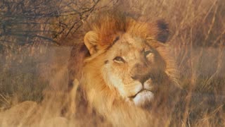 The Majesty of Lions: Africa's Apex Predators