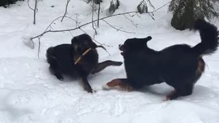 Two large black dogs fight over stick in snow