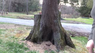 What Causes Tree Roots to Form Above Ground - 4-09-2020