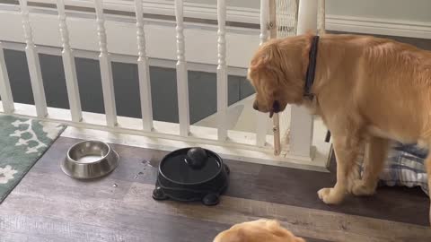 A golden retriever, a ball, and a bowl of water. Part 1