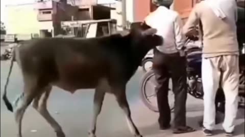 Man & Cow funny video 🤣 🤣 🤣